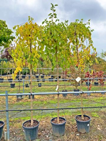 Morus alba 'Pendula'