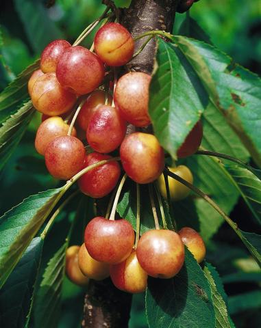 Prunus avium 'Napoleon'