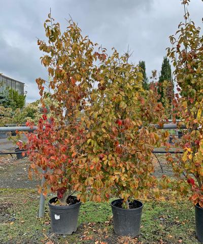 Parrotia persica