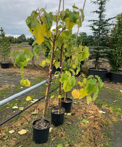 Paulownia tomentosa