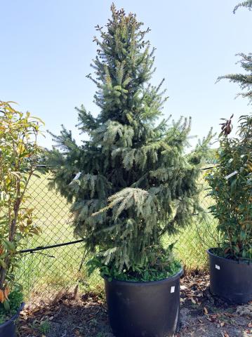 Picea omorika Picea omorika