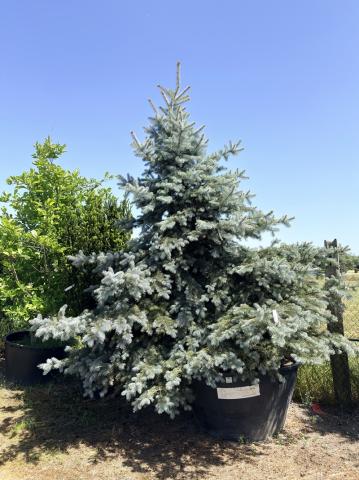 Picea pungens 'Edies' Picea pungens 'Edies'