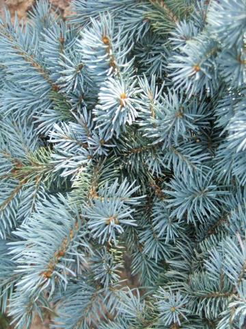 Picea pungens 'Glauca Globosa' │ kmínek 125 cm