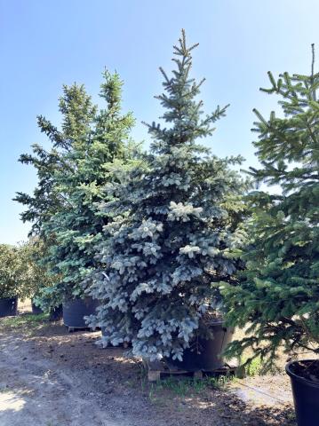 Picea pungens 'Glauca' Picea pungens 'Glauca'