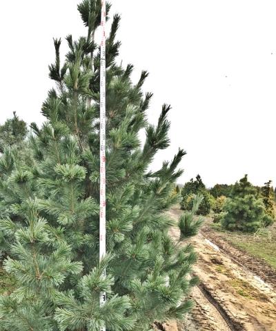 Pinus flexilis 'Vanderwolf's Pyramid' | kmínek 100 cm