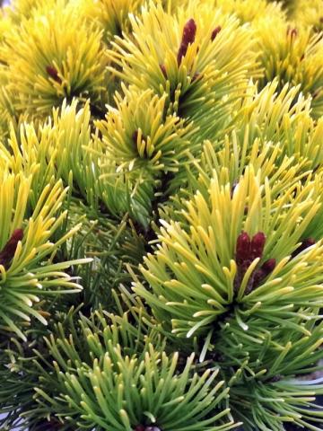 Pinus mugo 'Laarheide'