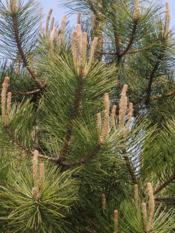 Pinus nigra ssp.nigra | slim