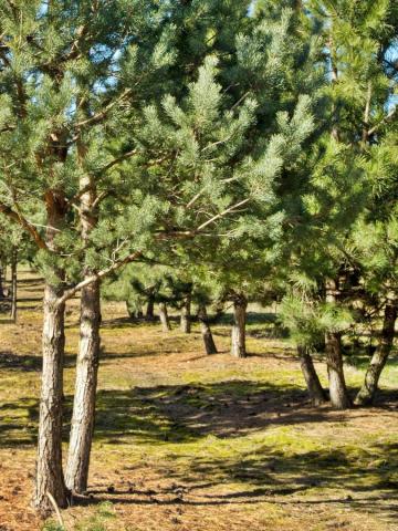 Pinus nigra ssp.nigra - 2 kmeny, kmínek 100