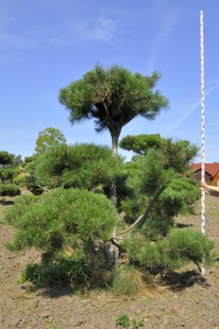 Pinus nigra ssp.nigra | bonsai (C Quality)