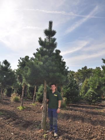Pinus nigra ssp.nigra | kmínek 150-200