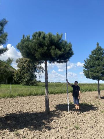 Pinus nigra ssp.nigra | Deštník 400 cm