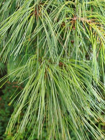 Pinus strobus 'Pendula'
