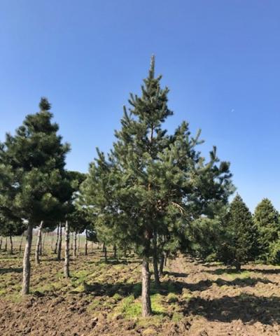 Pinus sylvestris | kmínek 80-120 cm
