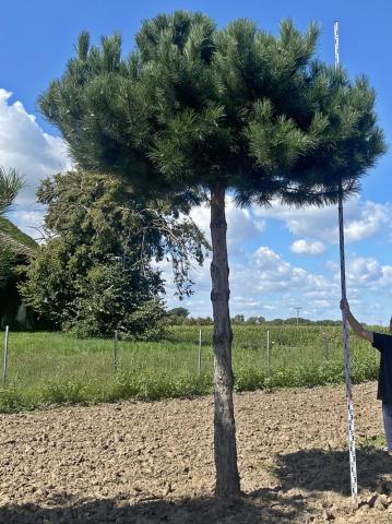 Pinus sylvestris | deštník 250 cm