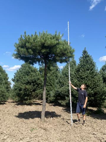 Pinus sylvestris | deštník 300 cm