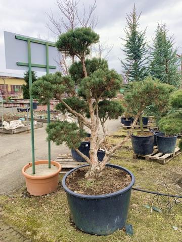 Pinus sylvestris 'Watereri' | bonsai