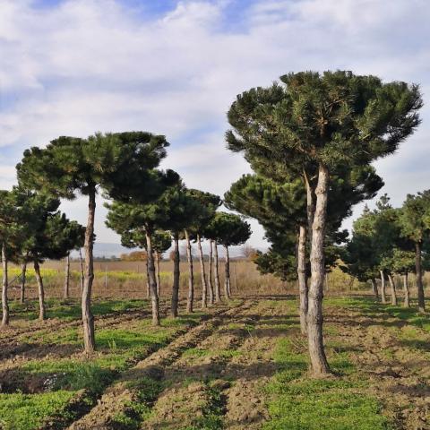 Pinus uncinata | deštník - kmínek 150 cm