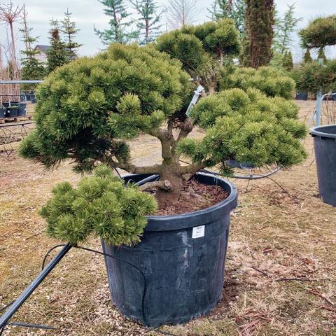 Pinus uncinata | bonsai (B Quality)