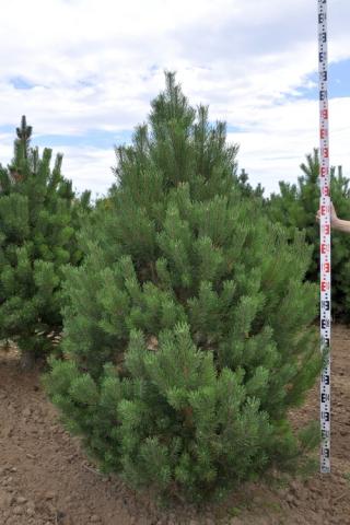 Pinus uncinata | terminal