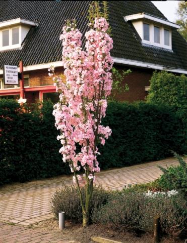 Prunus serrulata 'Amanogawa'