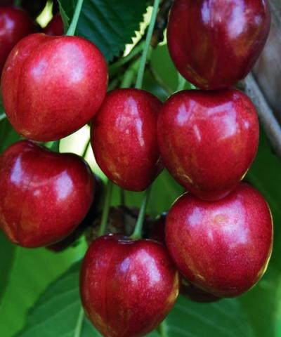 Prunus avium 'Sylvie'