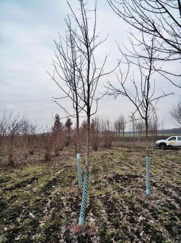 Pyrus communis 'Clappova'