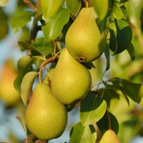 Pyrus communis 'Condora'