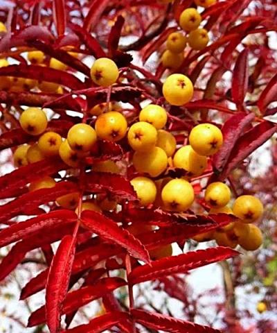 Sorbus aucuparia 'Autumn Spire'