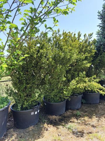 Taxus x media 'Hicksii' | kontejnerované Taxus x media 'Hicksii' | kontejnerované