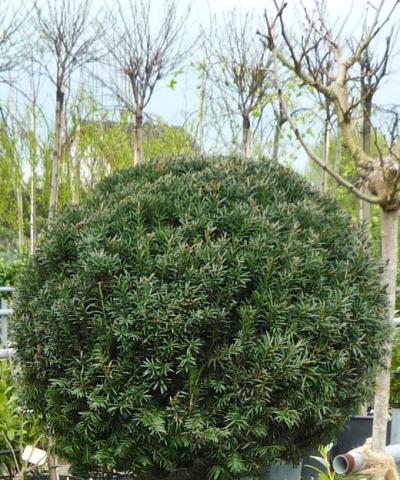 Taxus baccata | Koule