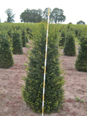 Taxus baccata Soliter