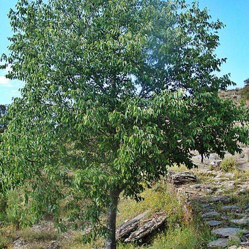 Břestovec